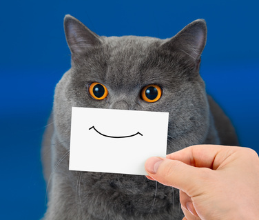 Graue Katze mit aufgemaltem Smiley